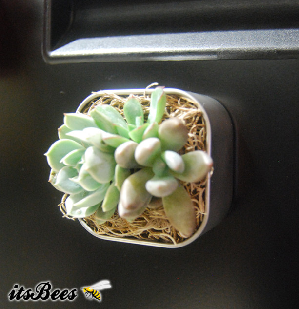Mini Live Succulent Garden Magnet - 2" - Cactus, Haworthia, Aloe, Air Plants