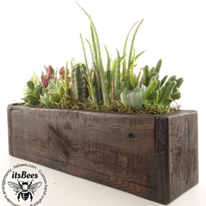 Narrow Succulent Garden - Recycled Wood Planter - Cactus, Haworthia, Aloe, Sedum - Housewarming, Home, Office, Window, Gift