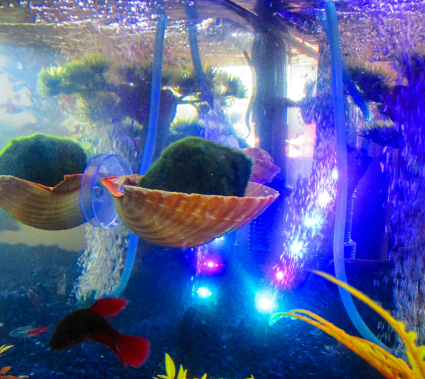 Marimo Moss Ball Holder, Aquarium Plant holder, Fish Aquarium Décor, fish tank 