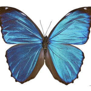 Real Butterfly Earrings - Butterfly Wing Jewelry - Art Deco Earrings - Blue - Metallic Blue - Blue Morpho - Gift for Her - Insect Jewelry