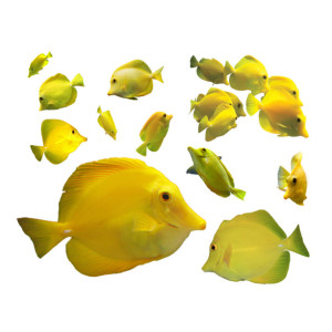12 Tropical Fish Decals - Yellow Tang Wall Decal Set - Zebrasoma flavescens