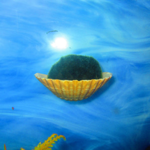Marimo Moss Ball Holder, Aquarium Plant holder, Fish Aquarium Décor, fish tank 