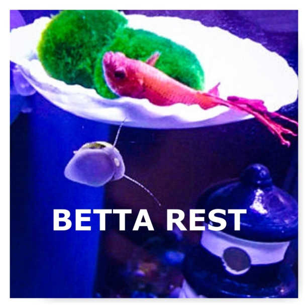 Betta rest, Betta Bed, marimo moss ball holder, Aquarium Decor, Fish tank decor, plant holder