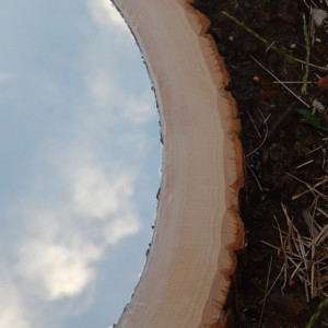 Rustic Wood Slice Mirror