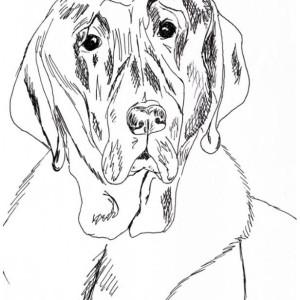 Chocolate Lab Labrador Retriever Dog Black and White Original Art Illustration Drawing Ink Nature Pet Animal Home Decor 7 x 10