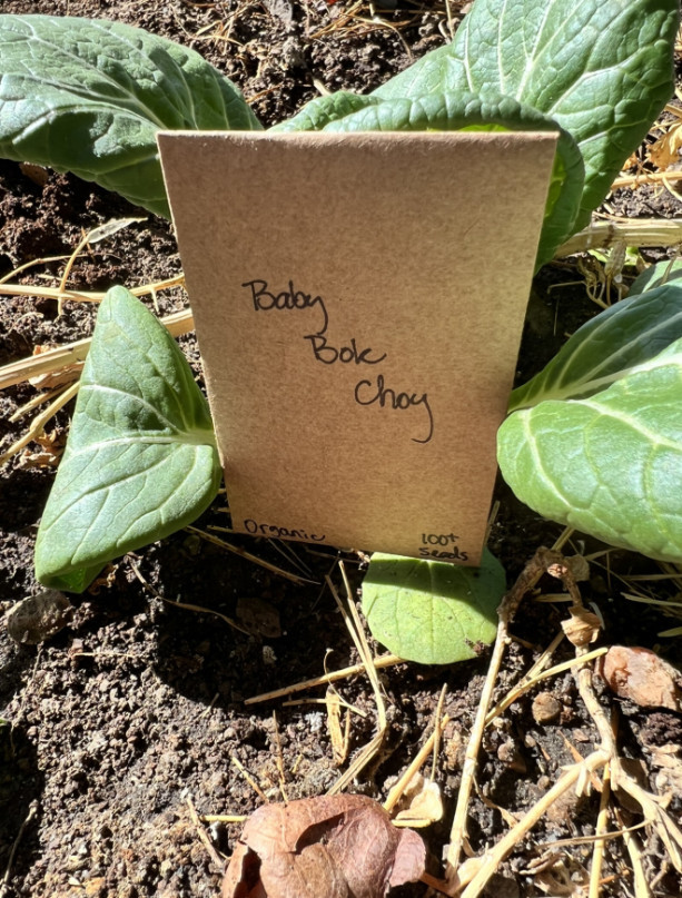 Baby Bok Choy Seeds 2 packets