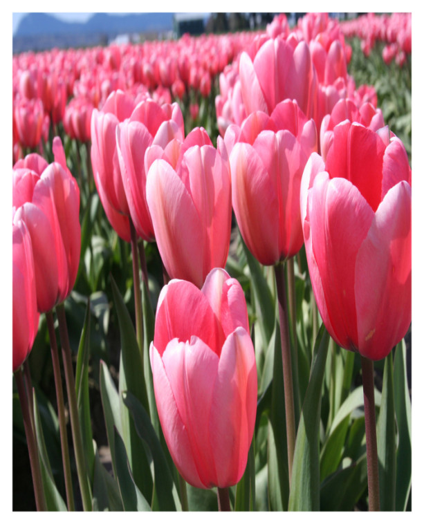 Pink Tulips Photograph Fabric Panel