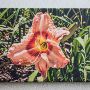 Canvas Wrap photos of Flowers - Set of three 10x14 inch
