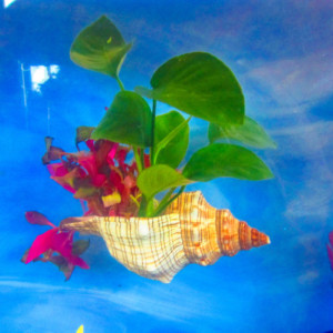 Aquarium Fish Tank Natural Live plant Holder, Conch shell, aquarium décor, Fish tank decor