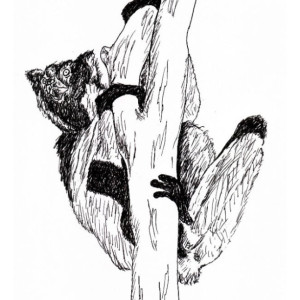 Tamarin South American Monkey Black and White Original Art Illustration Drawing Ink Nature Animal Home Decor 9 x 7