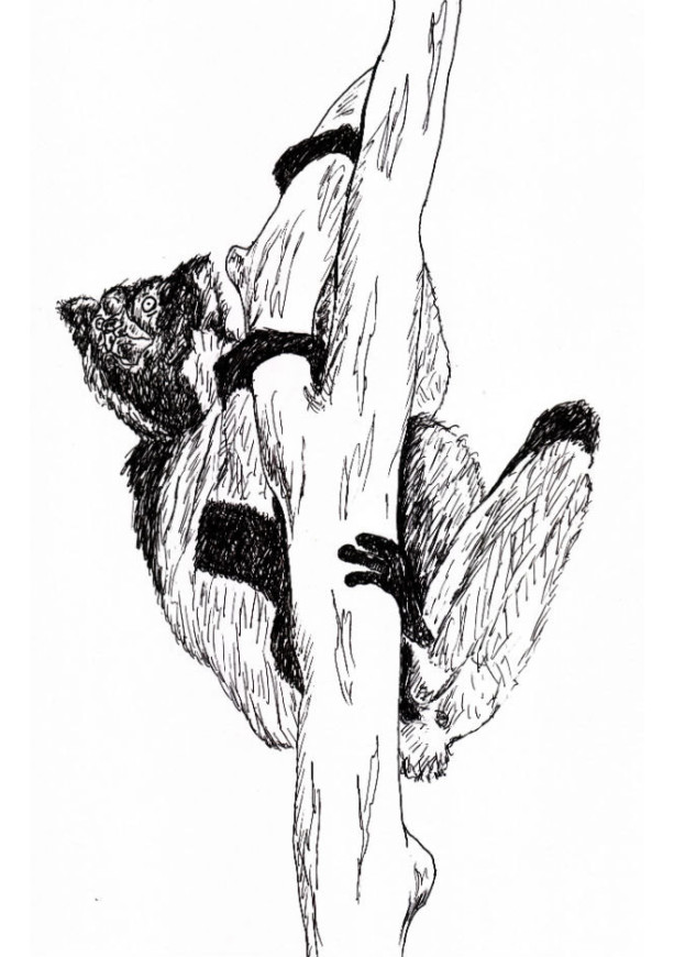 Indri Lemur Babakoto Madagascar Black and White Original Art Illustration Drawing Ink Nature Animal Home Decor 7.5 x 11