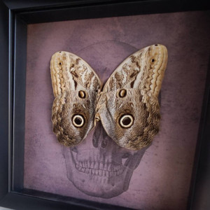 Wunderland shadowbox// Owl mimic butterfly // skull print