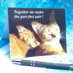 Snuggling Cats--Set of 6 Cat Photo Greeting Cards- 