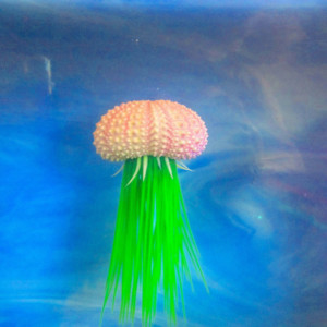 Betta fish rest, Jellyfish, Aquarium decoration, aquarium planter, aquarium plants Pink Sea Urchin fish tank decoration Betta Rest