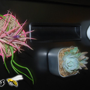 Mini Live Cactus Garden Magnet - 2" - Succulents, Haworthias, Aloes, Air Plants