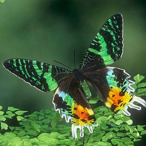 Real Butterfly Earrings - Real Butterfly Wing - Dangle Earrings - Gift for Her - Drop Earrings - Green Earrings - Real Insect Jewelry