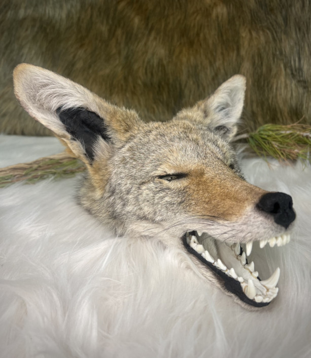 Taxidermy Coyote Head