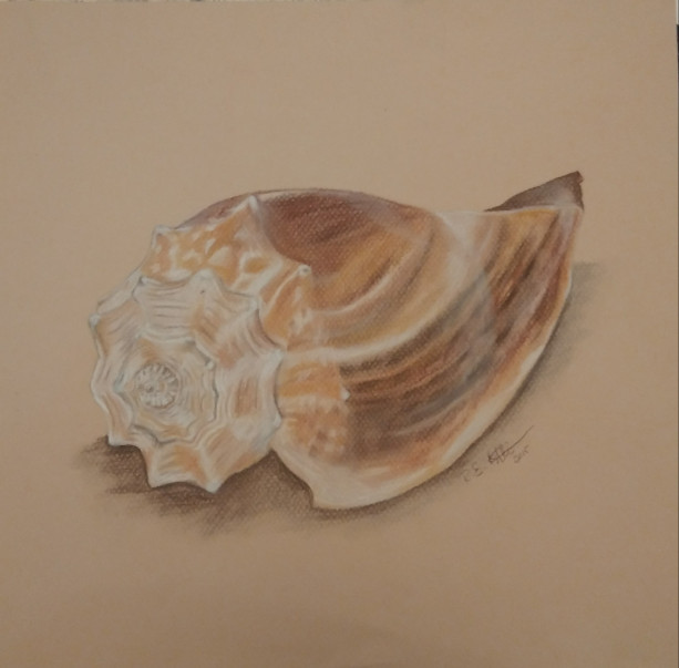 Seashell Chalk Illustration