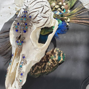 Elegant death. ONE OF A KIND!! // feathered coyote skull // oddity // curiosity