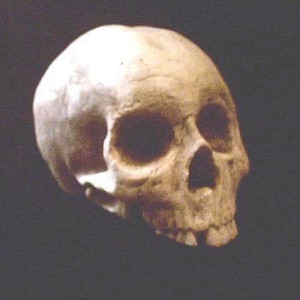 Human Half Skull Statue Skeleton Bone Gothic Halloween Prop Dark Haunt Decoration Pirate Bones Statuary Witchcraft Occult  Medical Horror