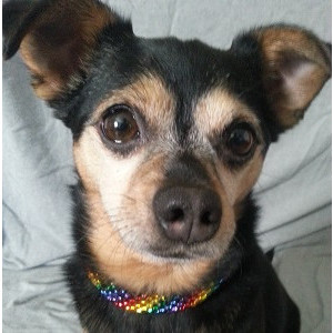 Rainbow Beaded Necklace for SMALL/MED Dogs