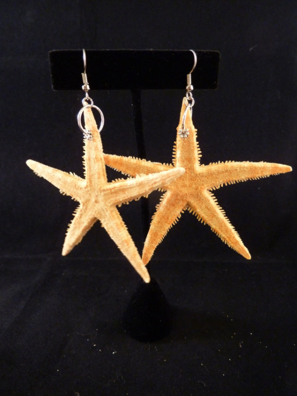 2" Real Orange Starfish from the Philippines Earrings