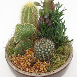 Small 6" Ceramic Garden - Cactus, Succulent, Haworthia, Aloe - House, Gift