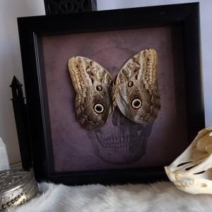 Wunderland shadowbox// Owl mimic butterfly // skull print