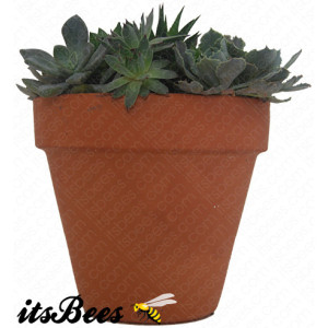 Small 4" Terracotta Cactus Garden - Succulent, Haworthia - Housewarming, Gift