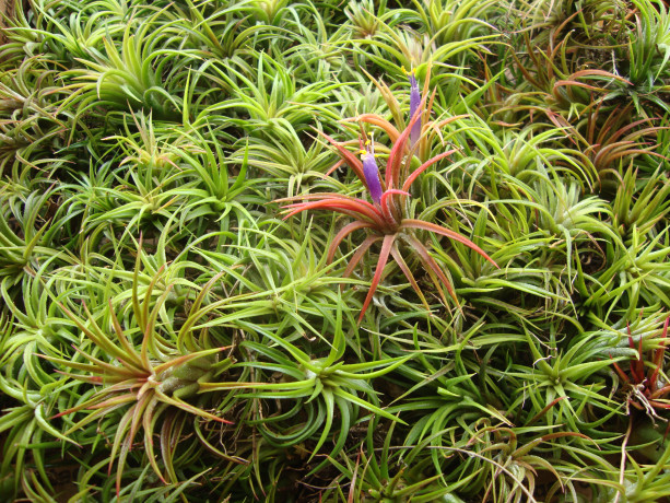 25 Air Plants - FREE SHIPPING - Small Tillandsia - Events, Wedding, Shower, Guest Favors, Gifts