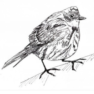 Yellow Rumped Warbler Bird Black and White Original Art Illustration Drawing Ink Nature Animal Home Decor 10 x 7.5