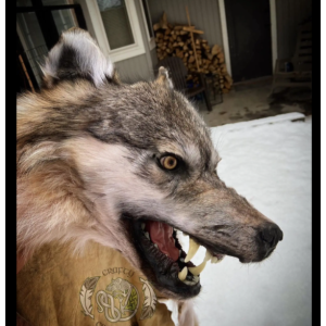 Premium Wolf Headdress Detailed Jawset