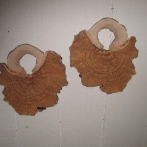 Maple Burls - Wall Hangings