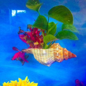 Aquarium Fish Tank Natural Live plant Holder, Conch shell, aquarium décor, Fish tank decor