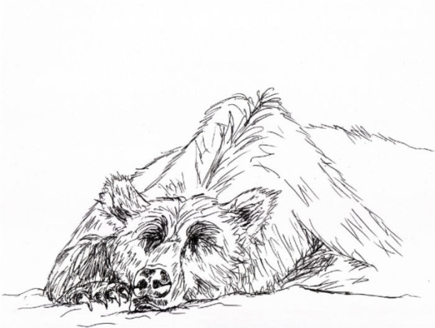 Grizzly Bear Black and White Original Art Illustration Drawing Ink Nature Woods Grizzly Bear Animal Home Decor 10 x 7