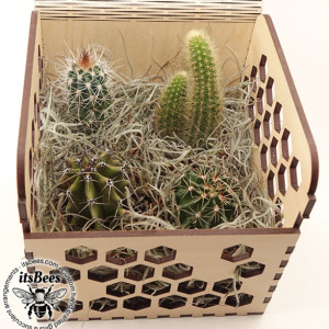 Personalized Cactus 4 Pack in Honey Comb Wood Gift Box - Laser Cut & Custom Engraved