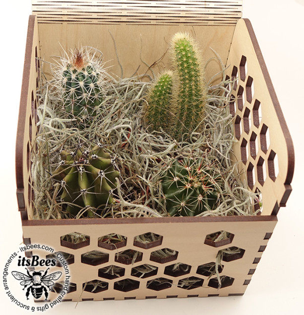 Personalized Cactus 4 Pack in Honey Comb Wood Gift Box - Laser Cut & Custom Engraved