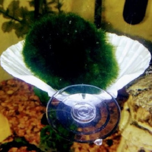 Betta rest, Betta Bed, marimo moss ball holder, Aquarium Decor, Fish tank decor, plant holder