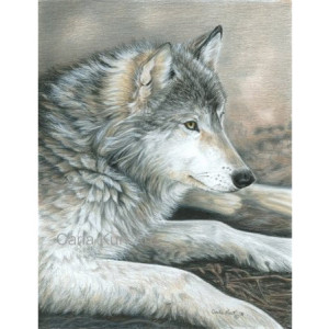 Wolf Art CALM WOLF print by Carla Kurt 11 x 14