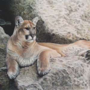 COUGAR HAVEN by Carla Kurt Signed Print 11 X 14