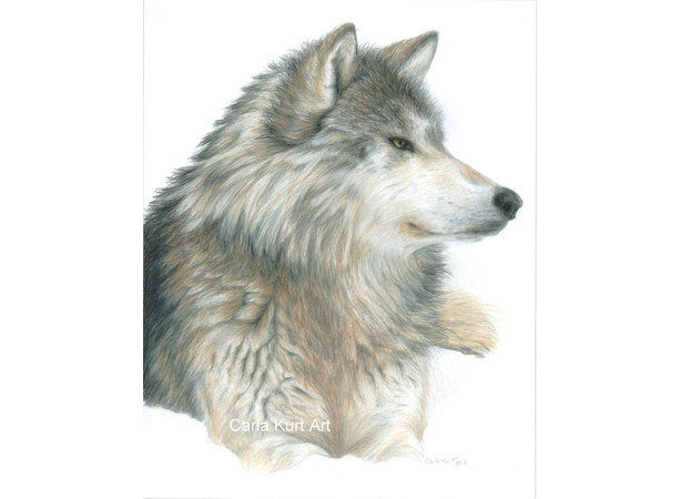 Wolf Art Original Artwork by Carla Kurt