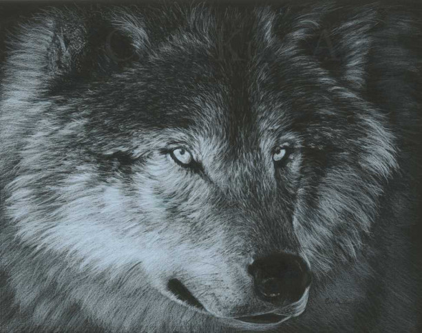 Wolf Art DARK WOLF by Carla Kurt Signed Wolf Print 11 x 14
