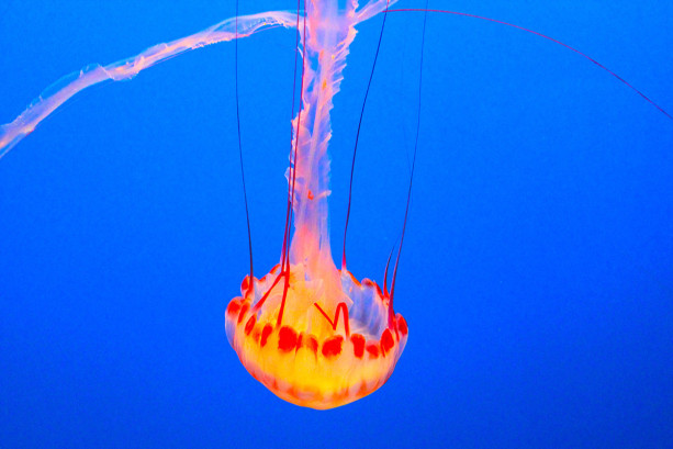 Falling Jellyfish