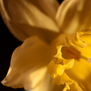 Photograph Print "Daffodil" - Flower Photography