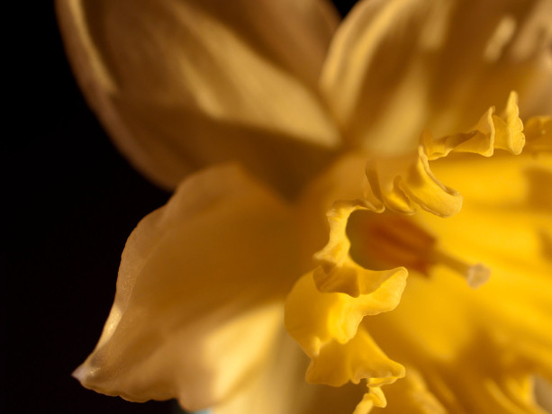Photograph Print "Daffodil" - Flower Photography