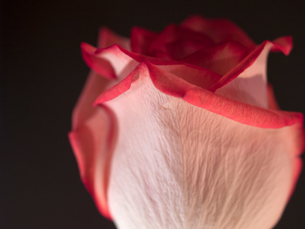 Photograph Print "Pink on Black" - Flower Photography - Rose
