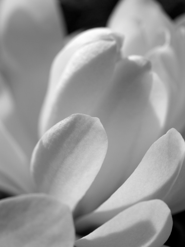 Photograph Print  "Magnolia" - Flower Photography - Magnolia