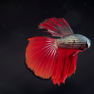 Photograph Print "Talk to the Fin" - Animal Photography - Aquatic Photography - Betta - Fish