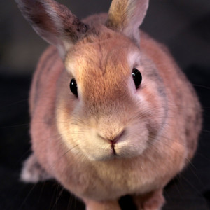 Photograph Print "Snuggle Time?" - Animal Photograpy - Rabbit - Bunny