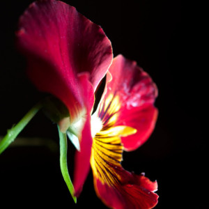 Photograph Print "Red on Black" - Flower Photography - Pansy